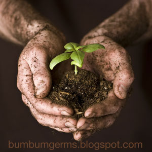 Image of dirty hands with a seedling